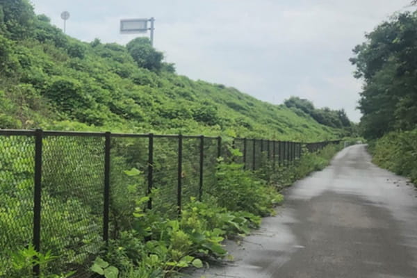 高速道路脇(法面)のクズ